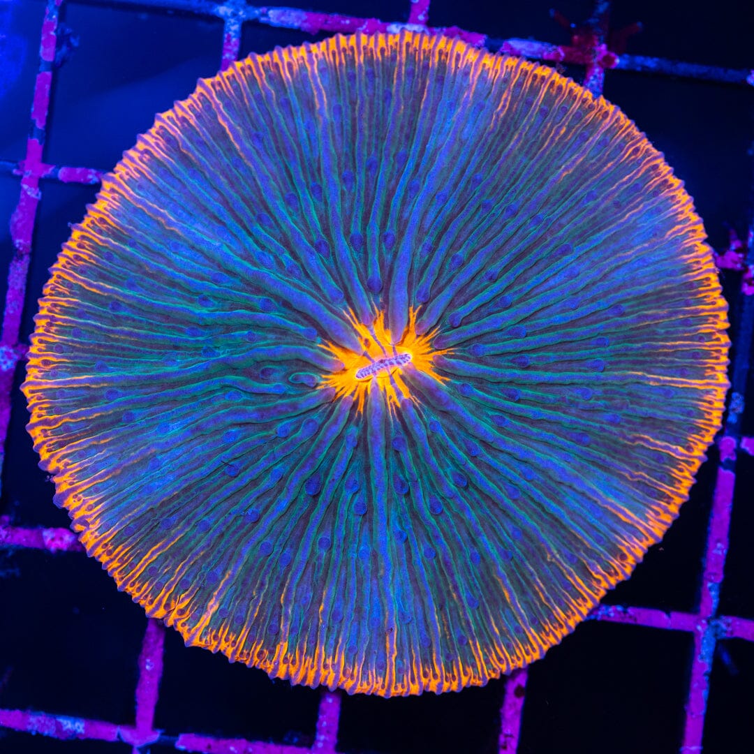 Plate Coral 5A - WYSIWYG Reef Lounge Norco 