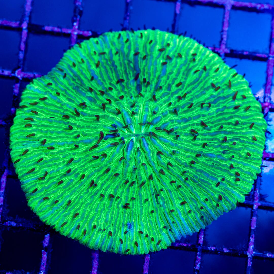 Plate Coral 5D - WYSIWYG Colony Reef Lounge Norco 