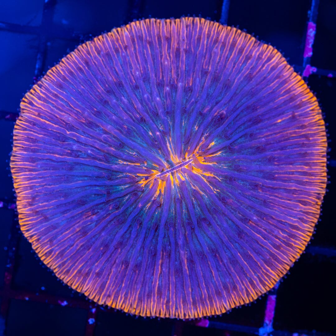 Plate Coral 6A - WYSIWYG Reef Lounge Norco 