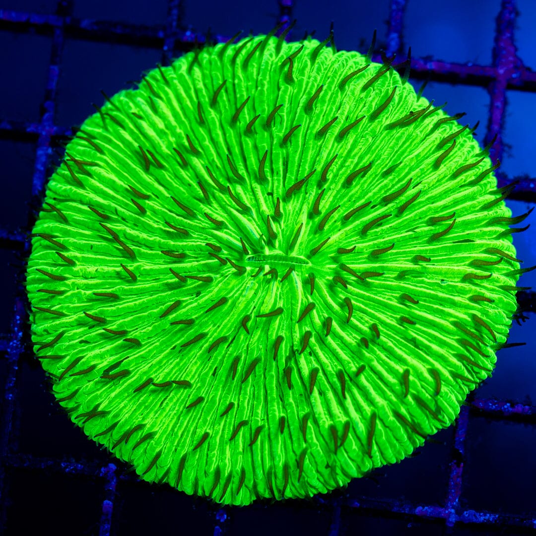 Plate Coral 6D - WYSIWYG Colony Reef Lounge Norco 