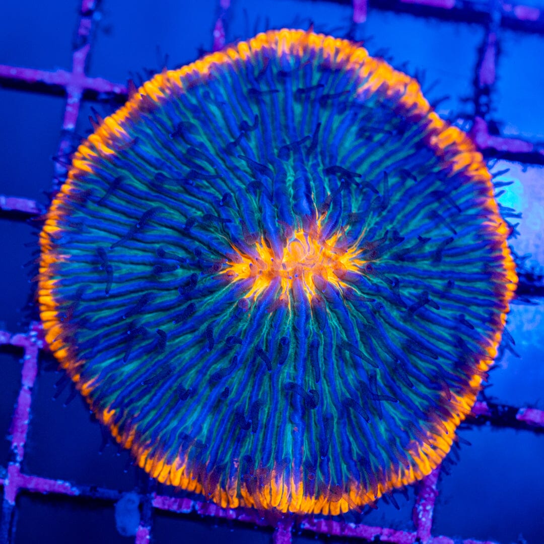Plate Coral 7D - WYSIWYG Colony Reef Lounge Norco 