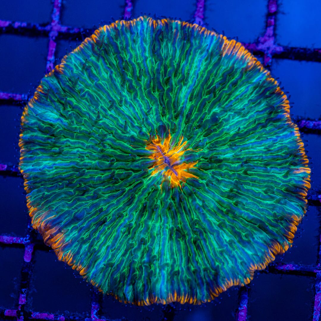 Plate Coral 8D - WYSIWYG Colony Reef Lounge Norco 