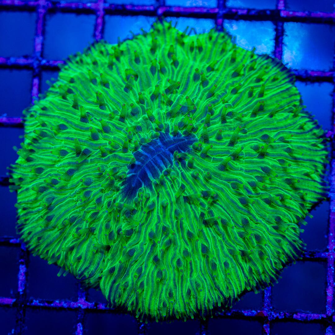 Plate Coral 9D - WYSIWYG Colony Reef Lounge Norco 
