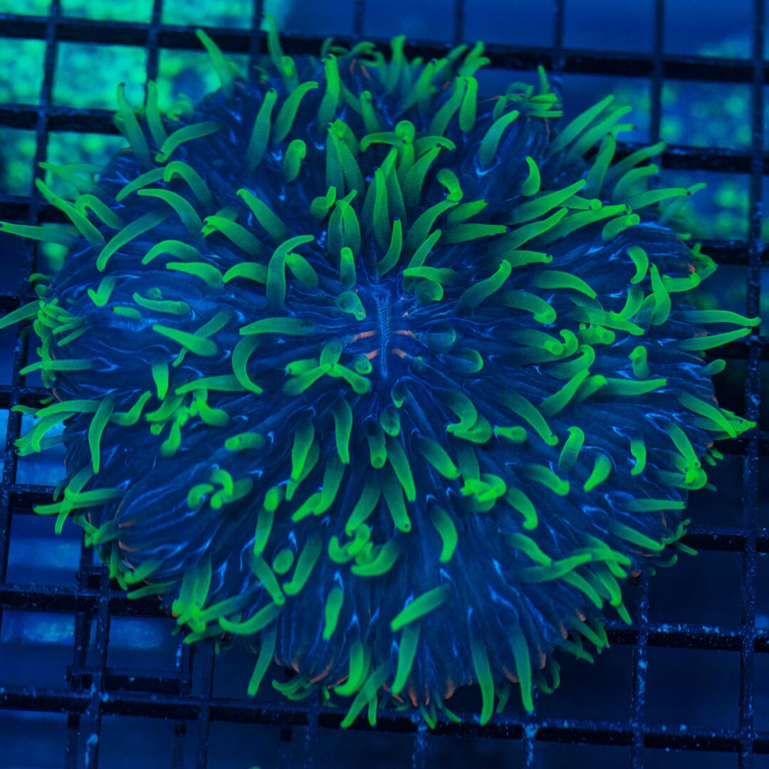 Plate - WYSIWYG Colony Reef Lounge Norco 