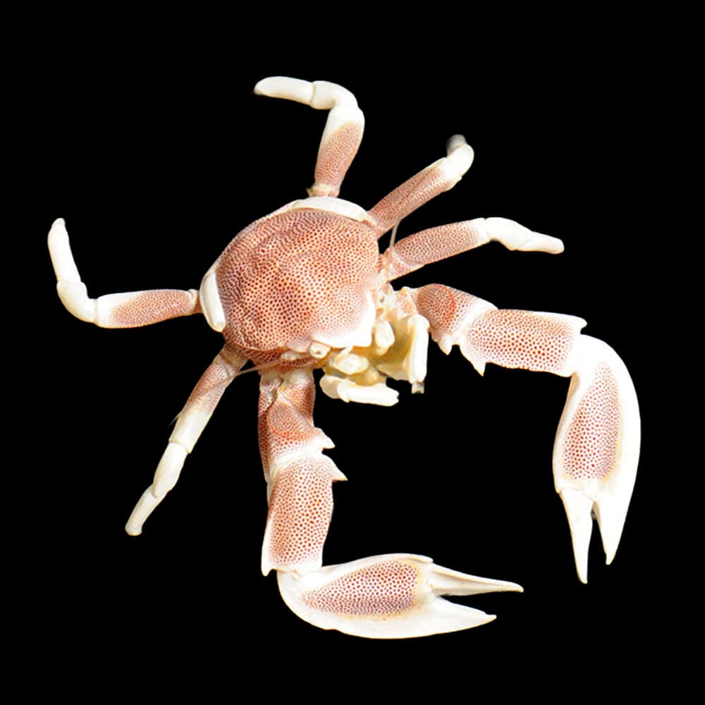 Porcelain Crab Invertebrate Reef Lounge USA 