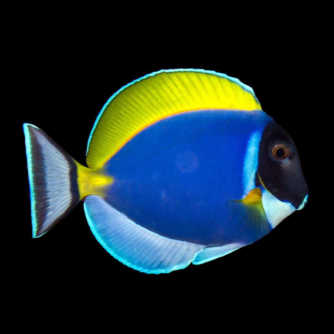 Powder Blue Tang Fish Reef Lounge USA 