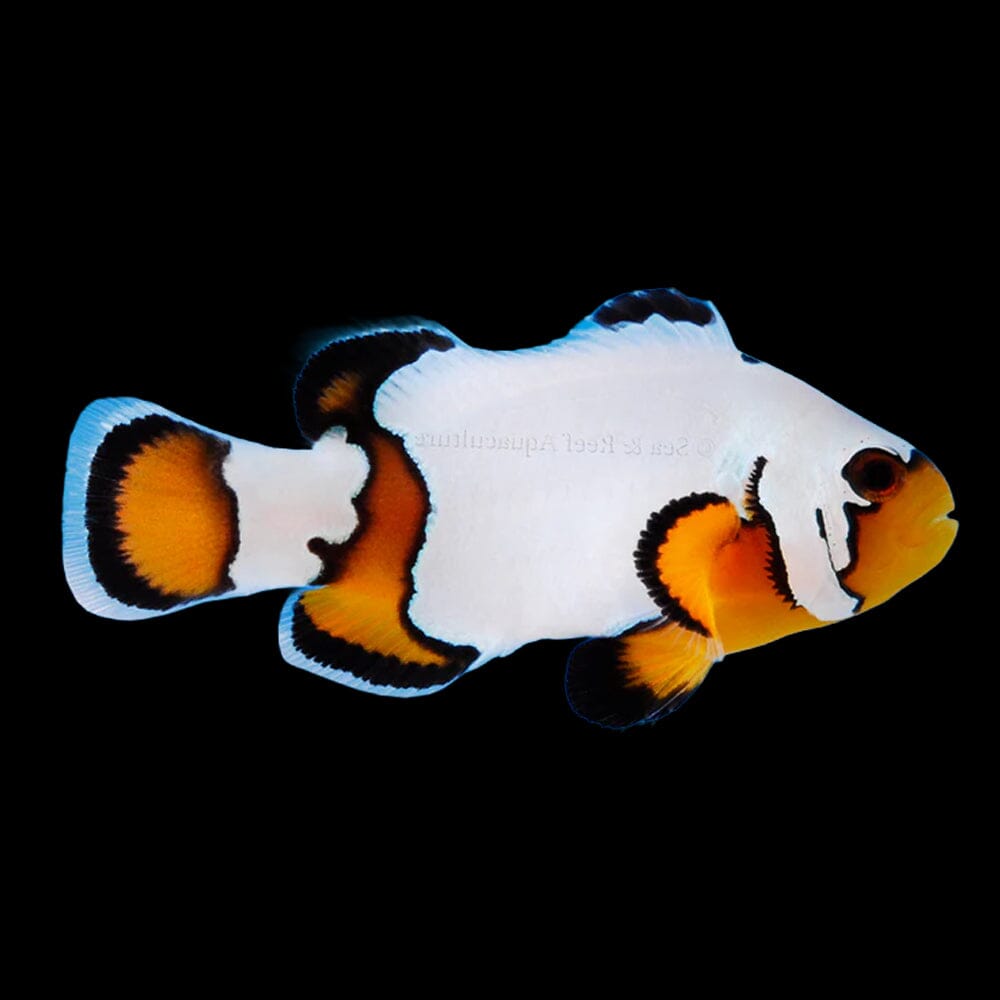 Premium Black Ice Clownfish Fish Reef Lounge USA 