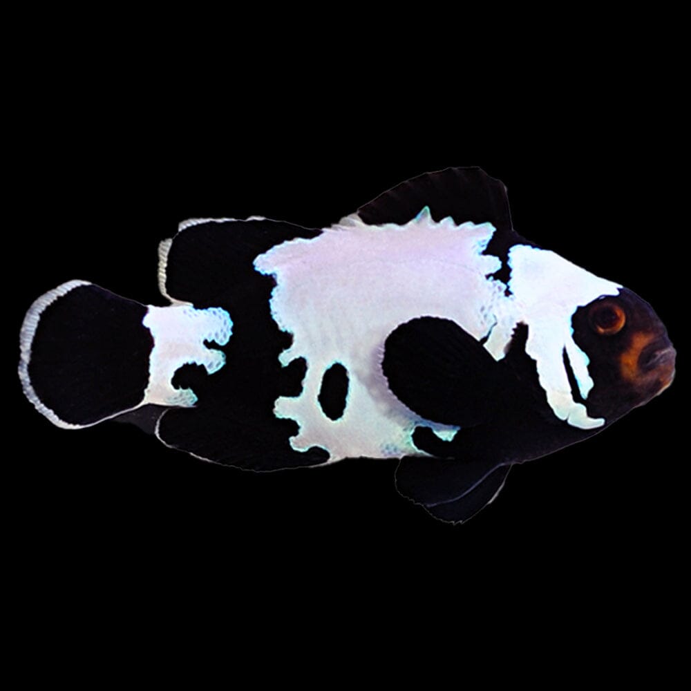 Premium Black Snowflake Clownfish Fish Reef Lounge USA 