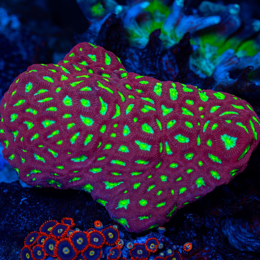 Prism Favia Colony - WYSIWYG LPS Coral Reef Lounge USA 