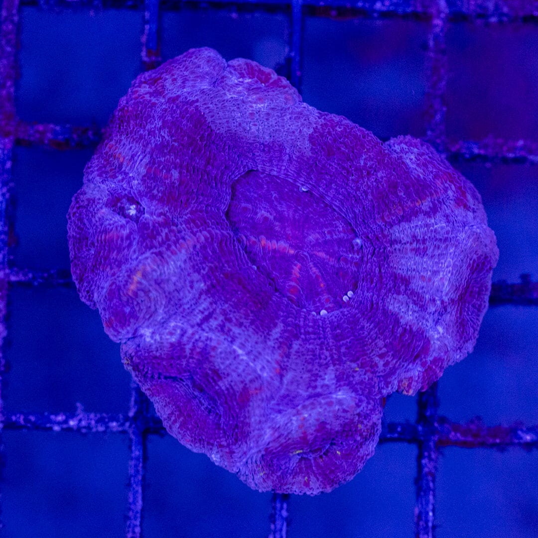 Purple Bowerbanki - WYSIWYG LPS Coral Reef Lounge USA 