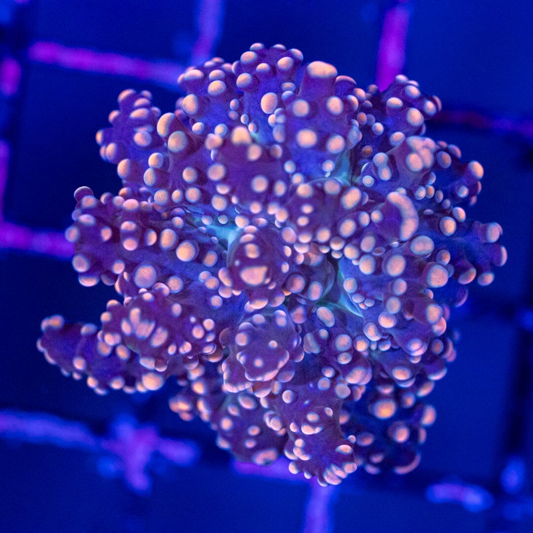 Purple Frogspawn 1A - WYSIWYG Reef Lounge Norco 