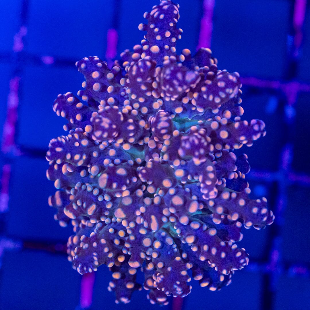 Purple Frogspawn 2A - WYSIWYG Reef Lounge Norco 