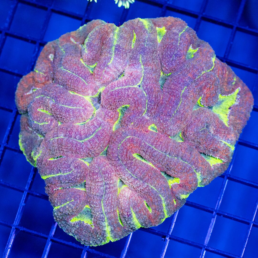 Purple Haze Maze Lobo - WYSIWYG Reef Lounge Coral 