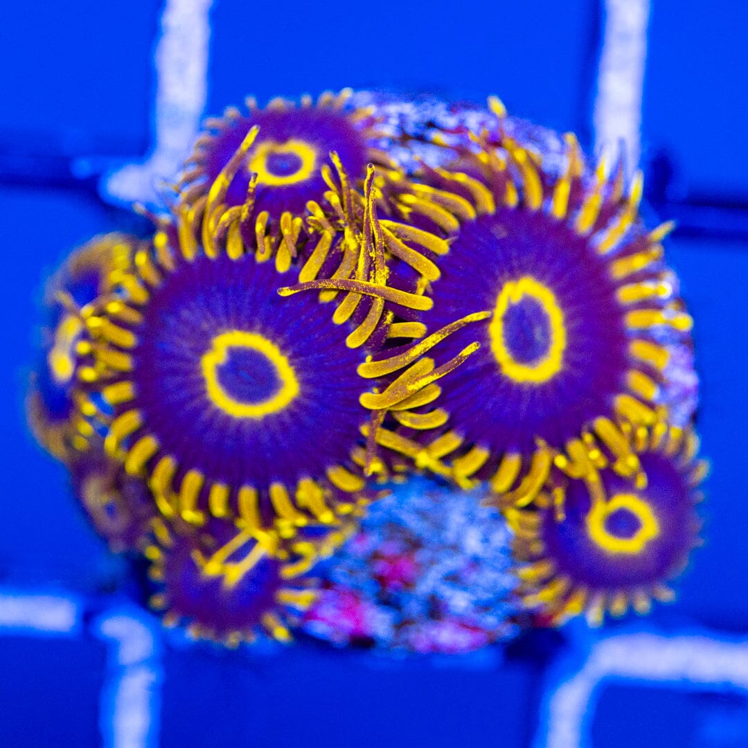 Purple Hornet - Overgrown Zoanthid Plugs 1A - WYSIWYG Reef Lounge Coral 