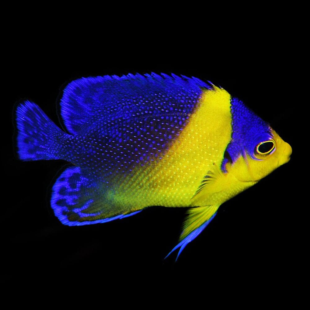 Purple Masked Angelfish Fish Reef Lounge USA 