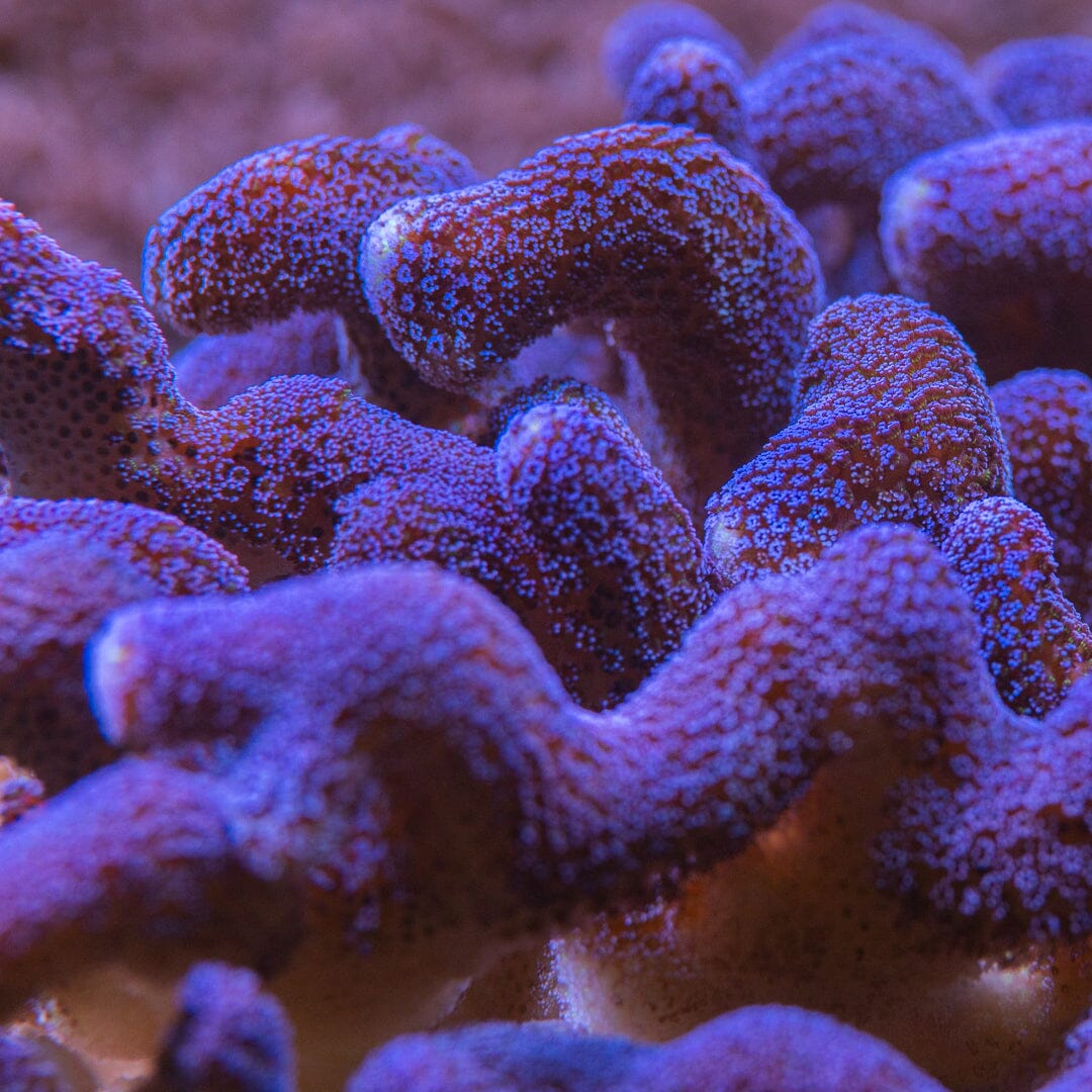 Purple Milka Stylophora Reef Lounge Norco 
