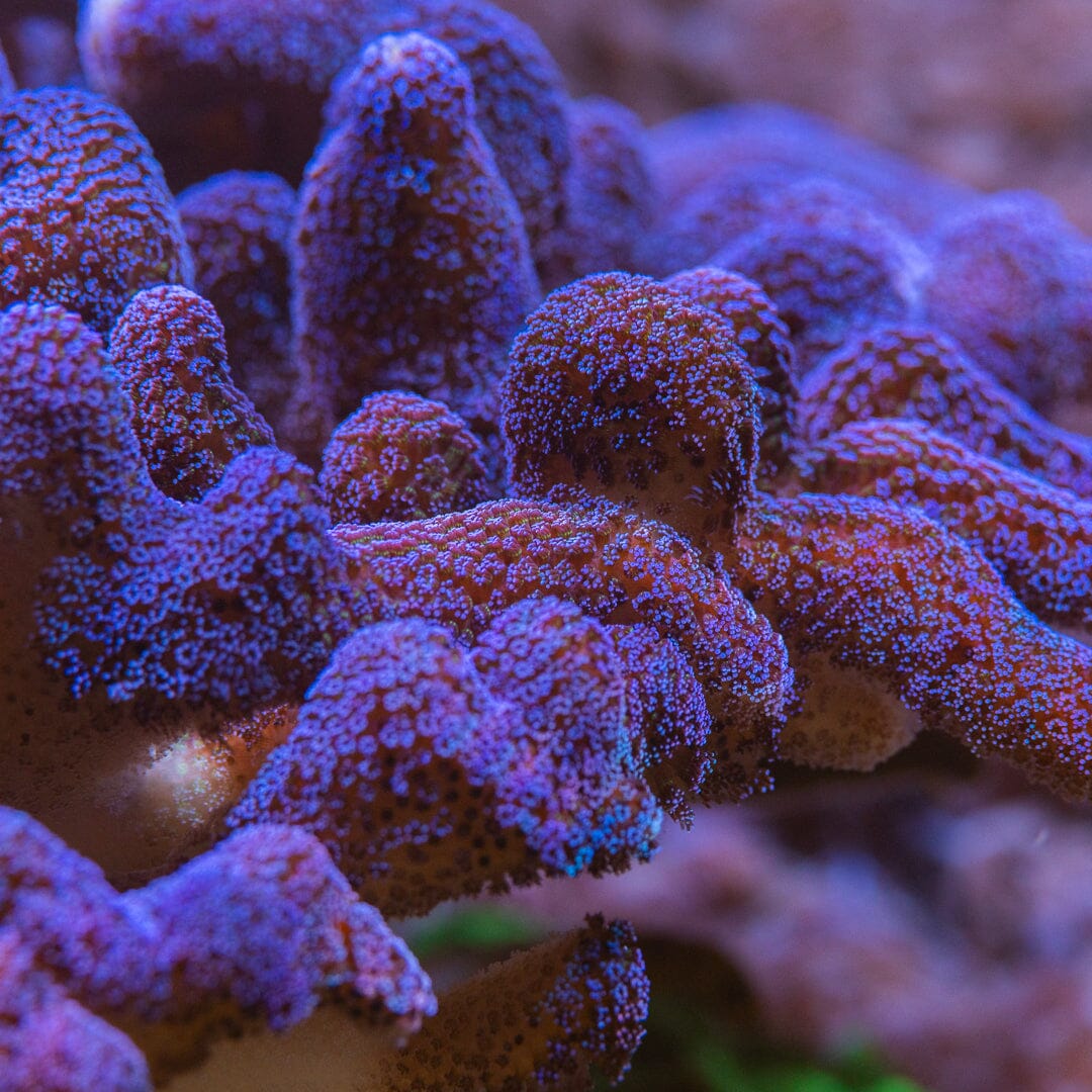 Purple Milka Stylophora Reef Lounge Norco 