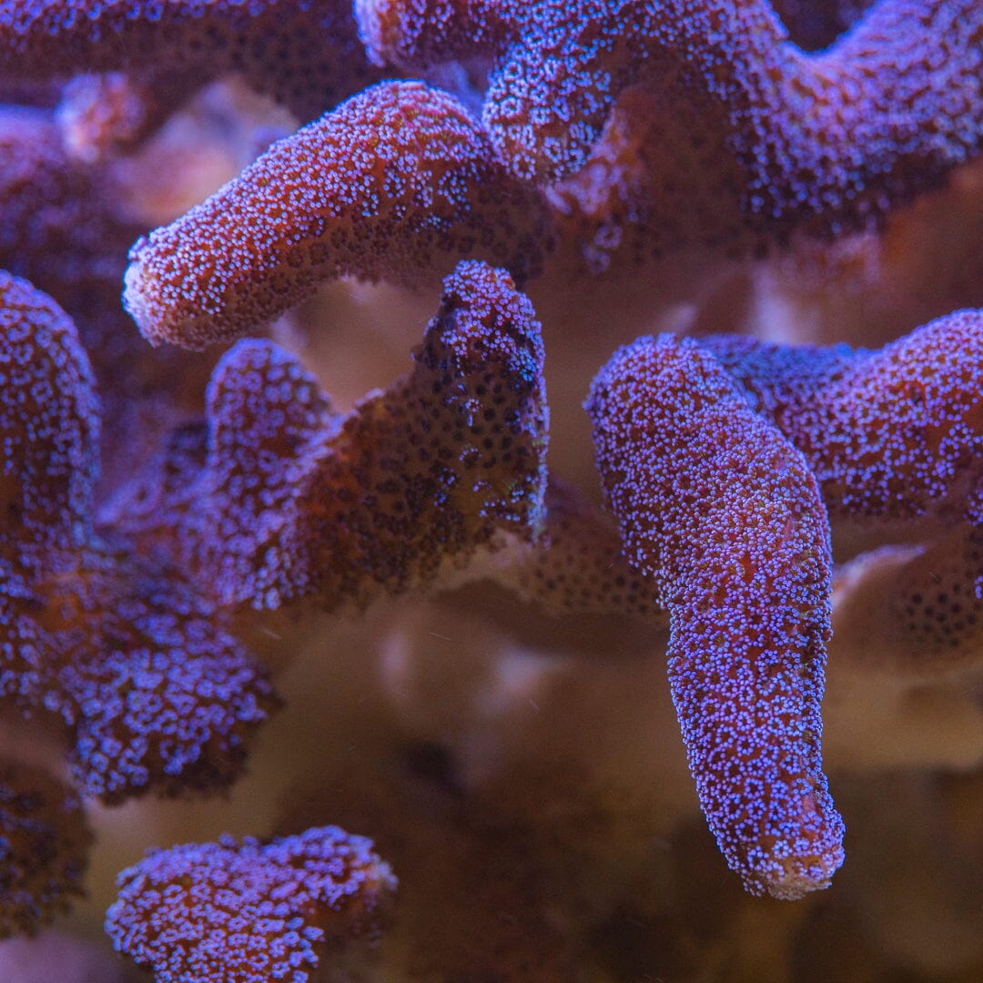 Purple Milka Stylophora Reef Lounge Norco 