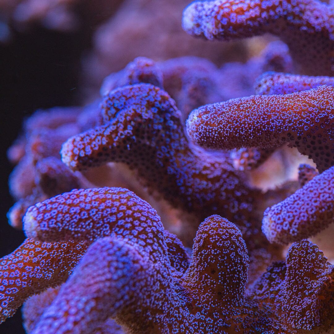 Purple Milka Stylophora Reef Lounge Norco 