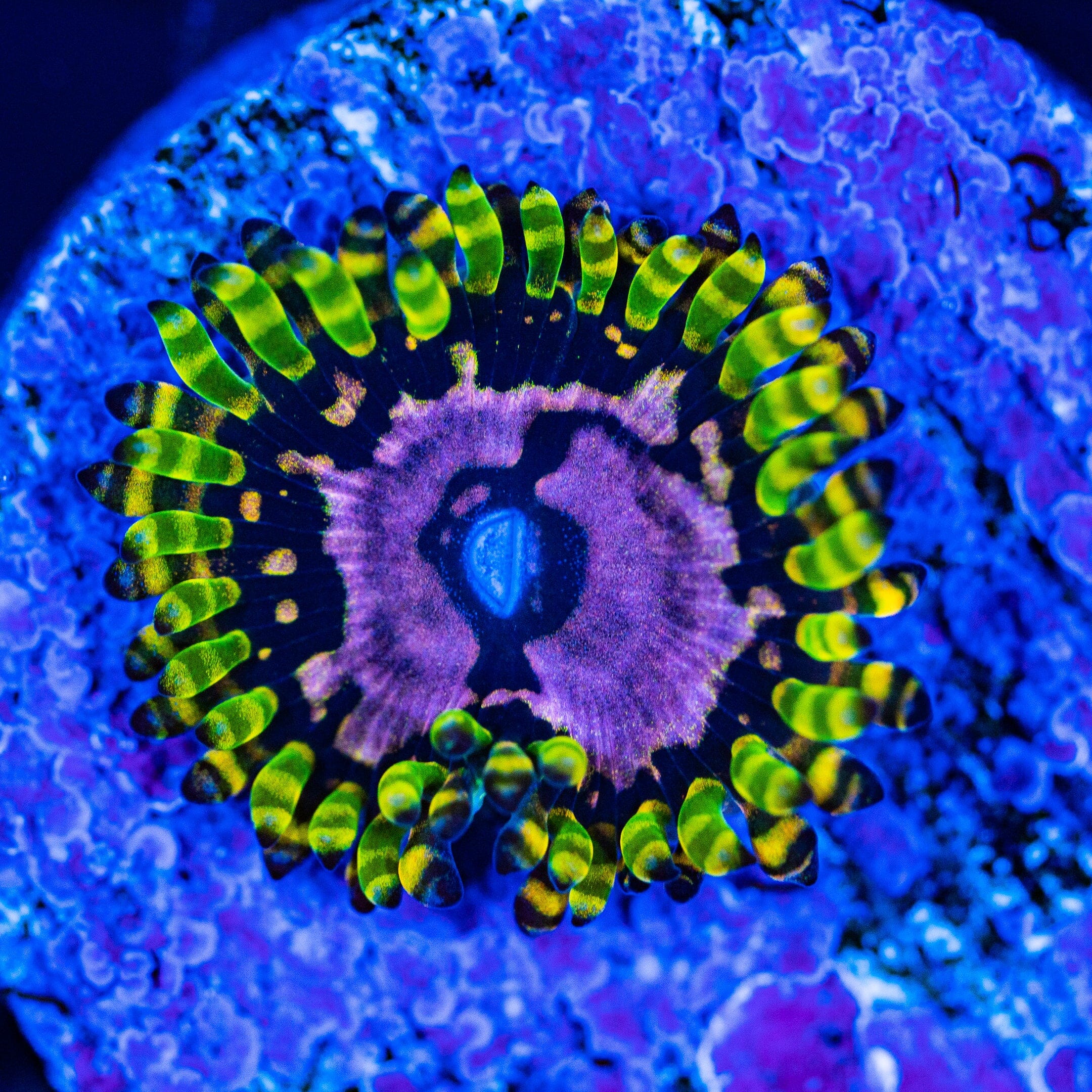 Purple Monster Zoanthids Soft Coral Reef Lounge USA 