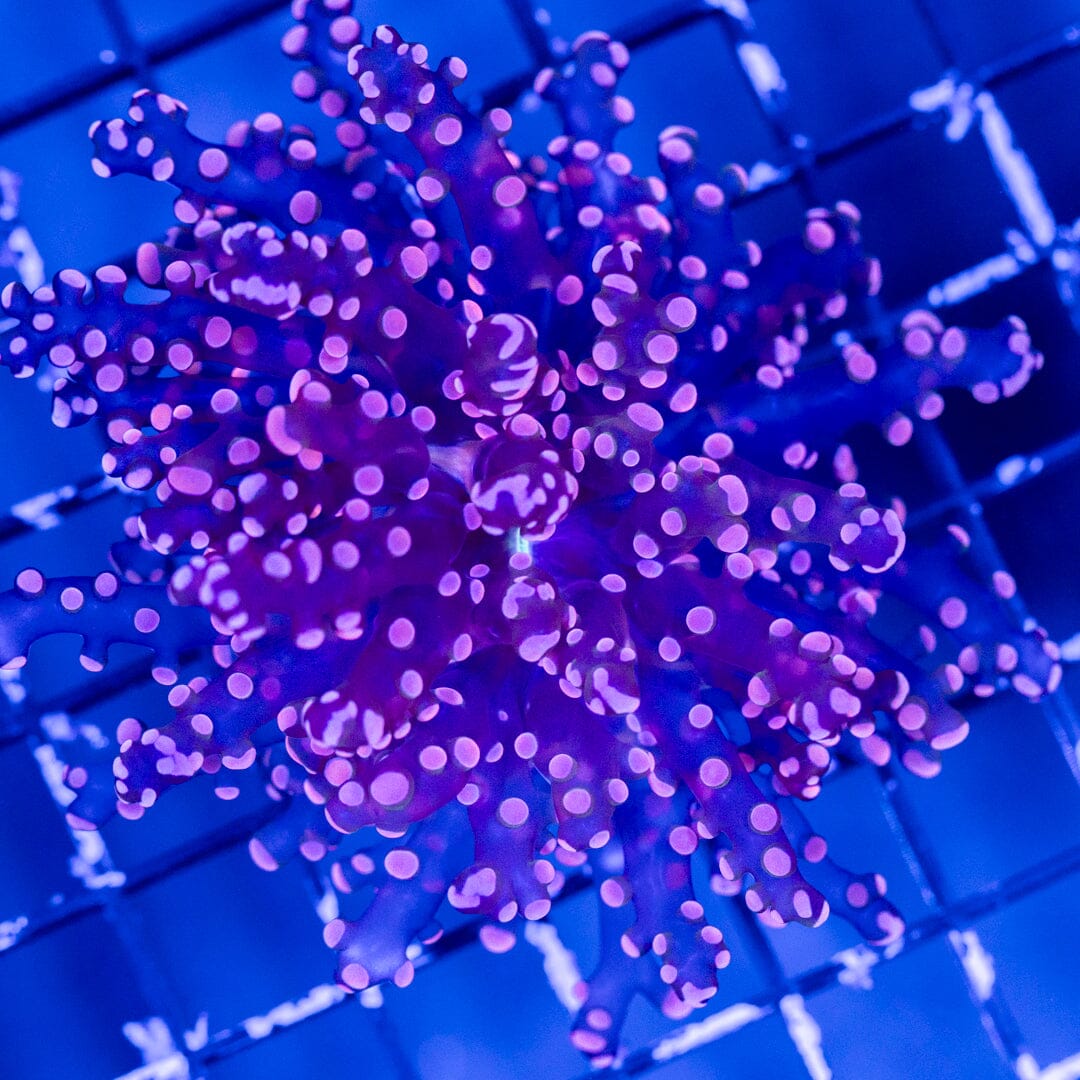 Purple Octospawn Reef Lounge Coral 