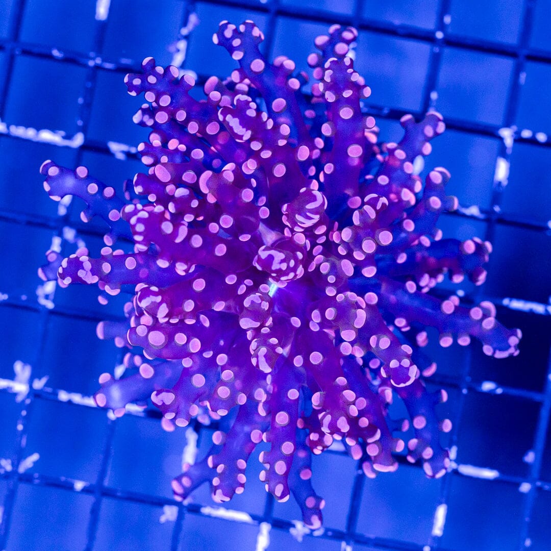 Purple Octospawn Reef Lounge Coral 