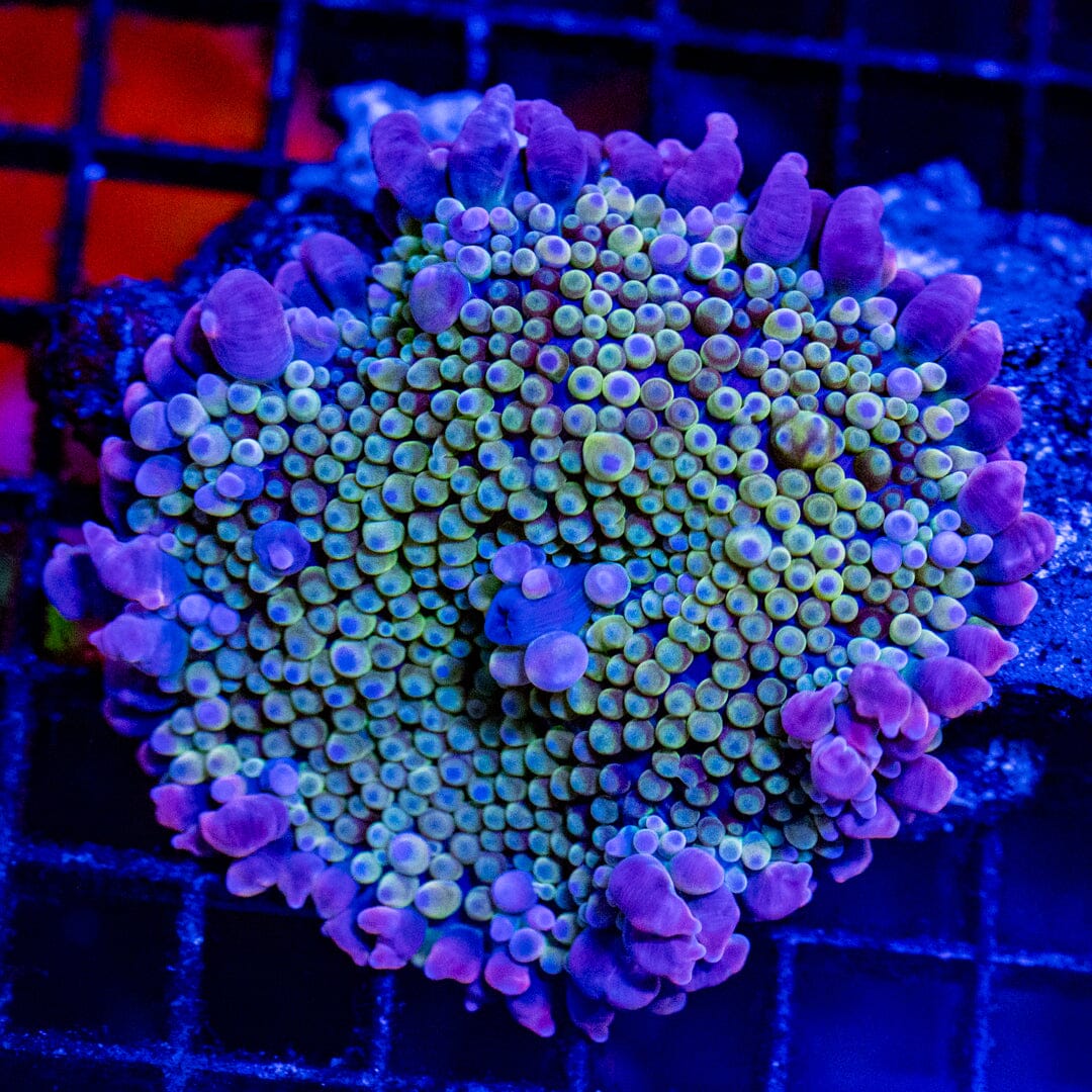 Purple People Eater Bounce Mushroom LPS Coral Reef Lounge USA 