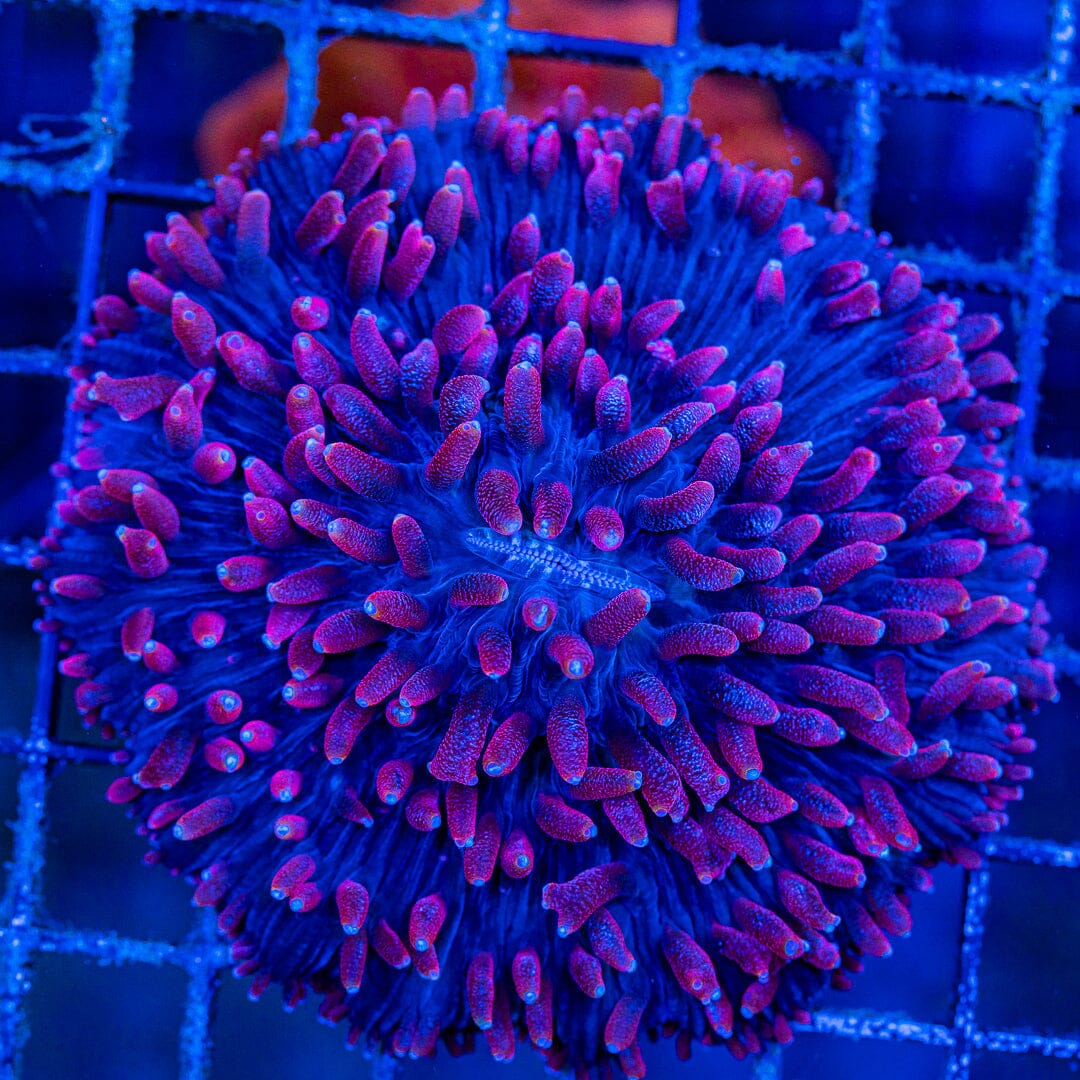 Purple Plate Coral - WYSIWYG Colony Reef Lounge Norco 