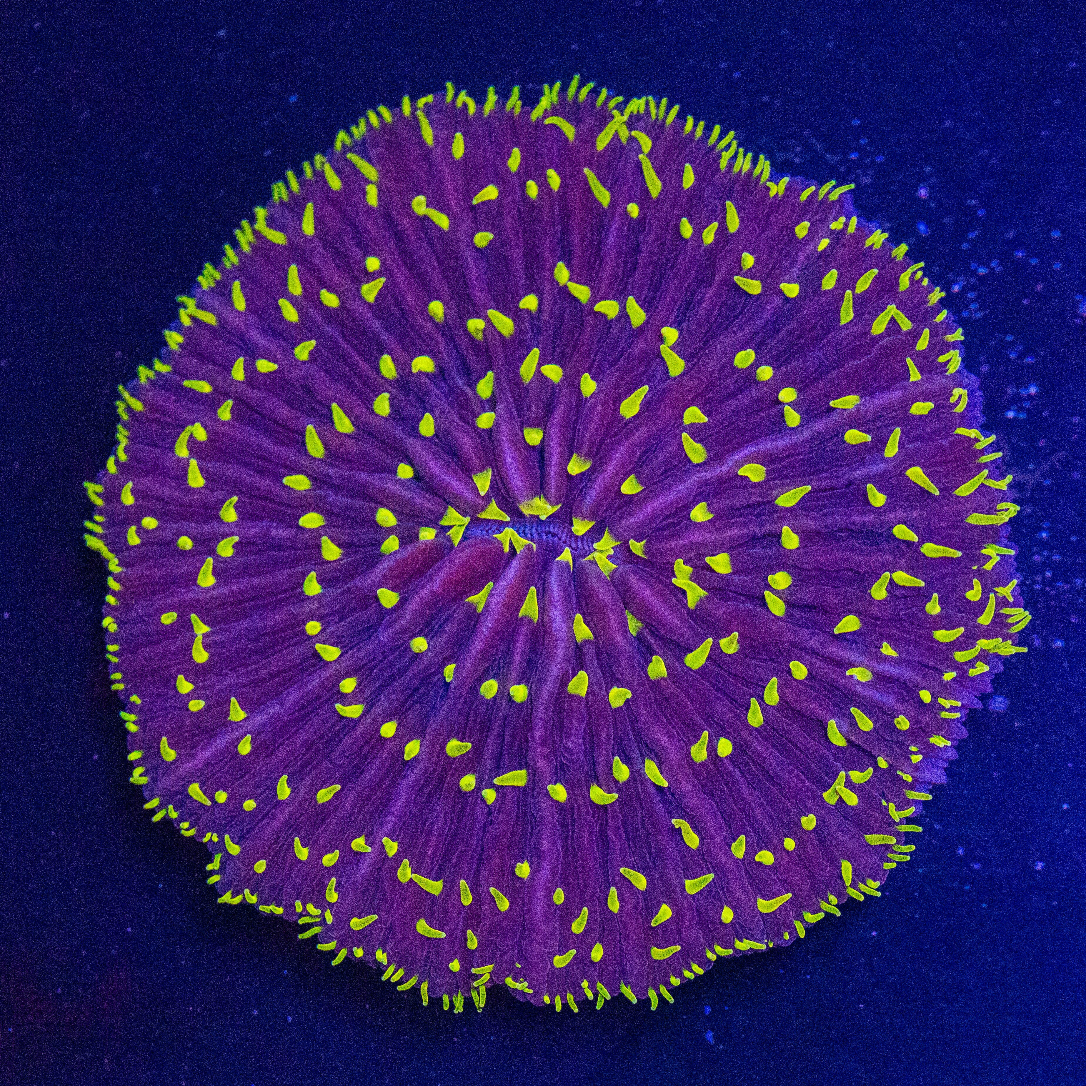 Purple Plate Coral - WYSIWYG Reef Lounge Norco 
