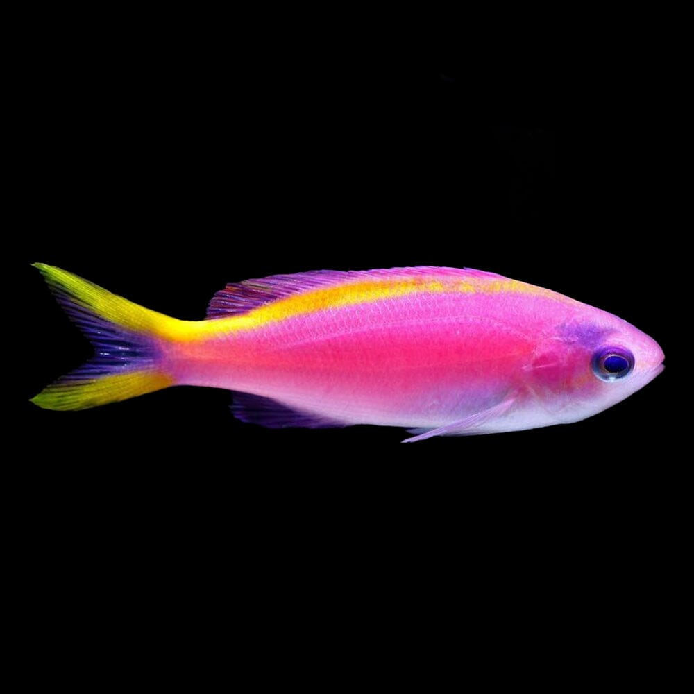 Purple Queen Anthias Fish Reef Lounge USA 