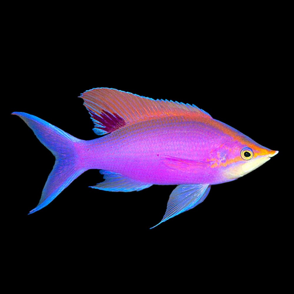 Purple Queen Anthias Fish Reef Lounge USA 