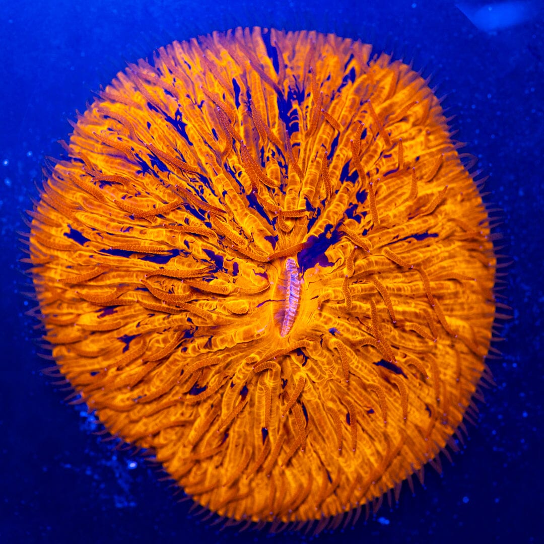 Purple Streak Plate Coral 1C - WYSIWYG Reef Lounge Norco 