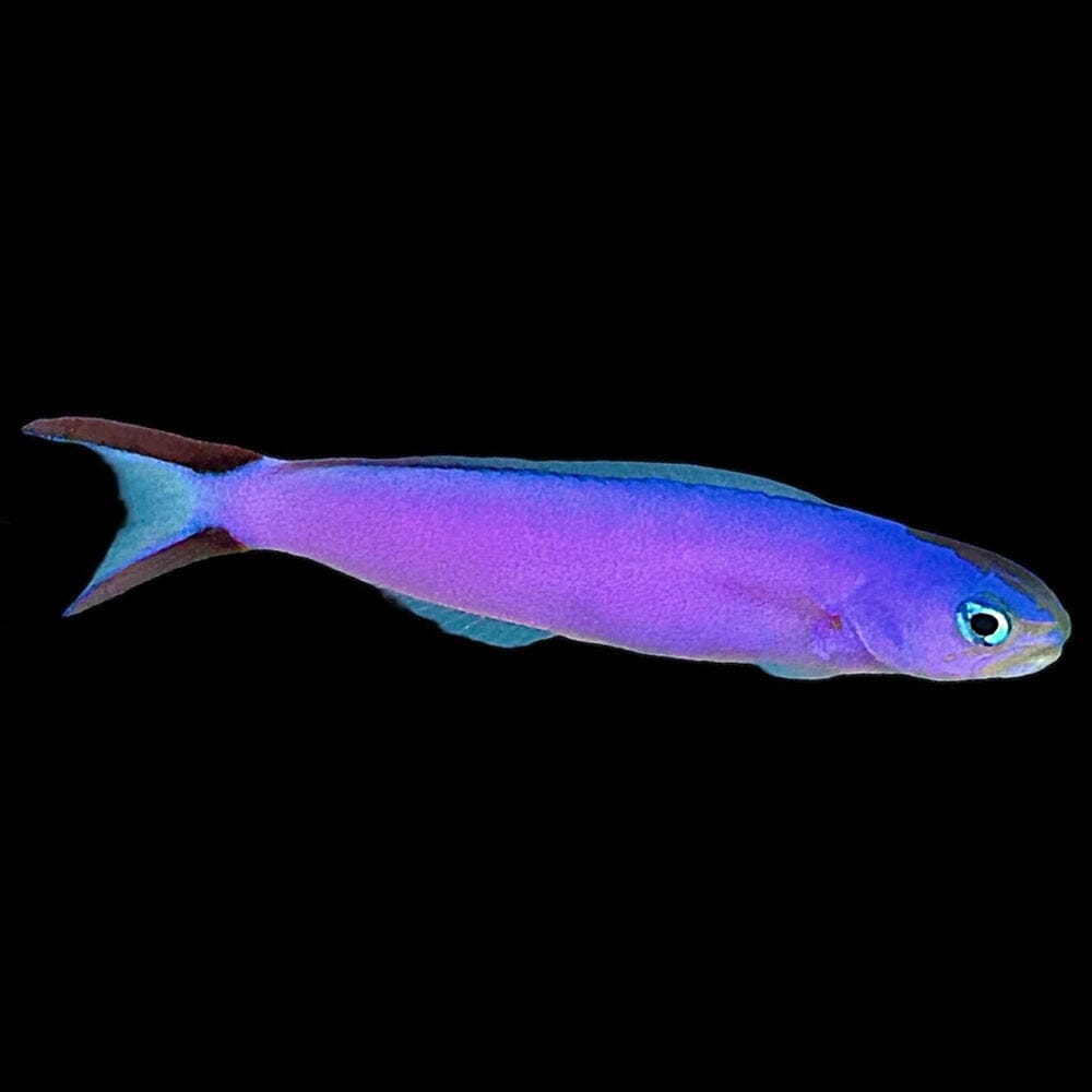 Purple Tilefish Fish Reef Lounge USA 