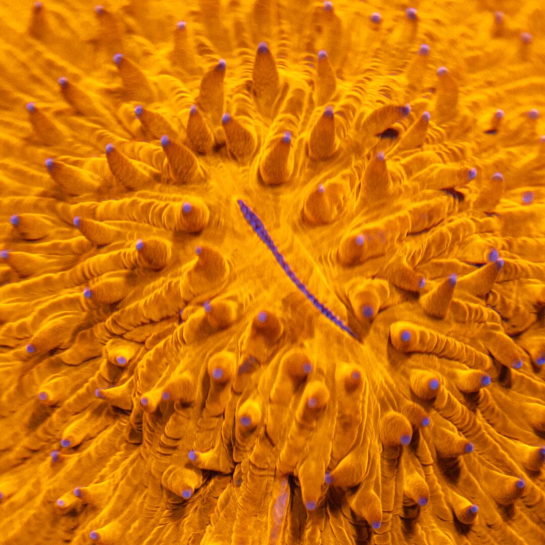 Purple Tip Plate Coral - WYSIWYG Reef Lounge Coral 