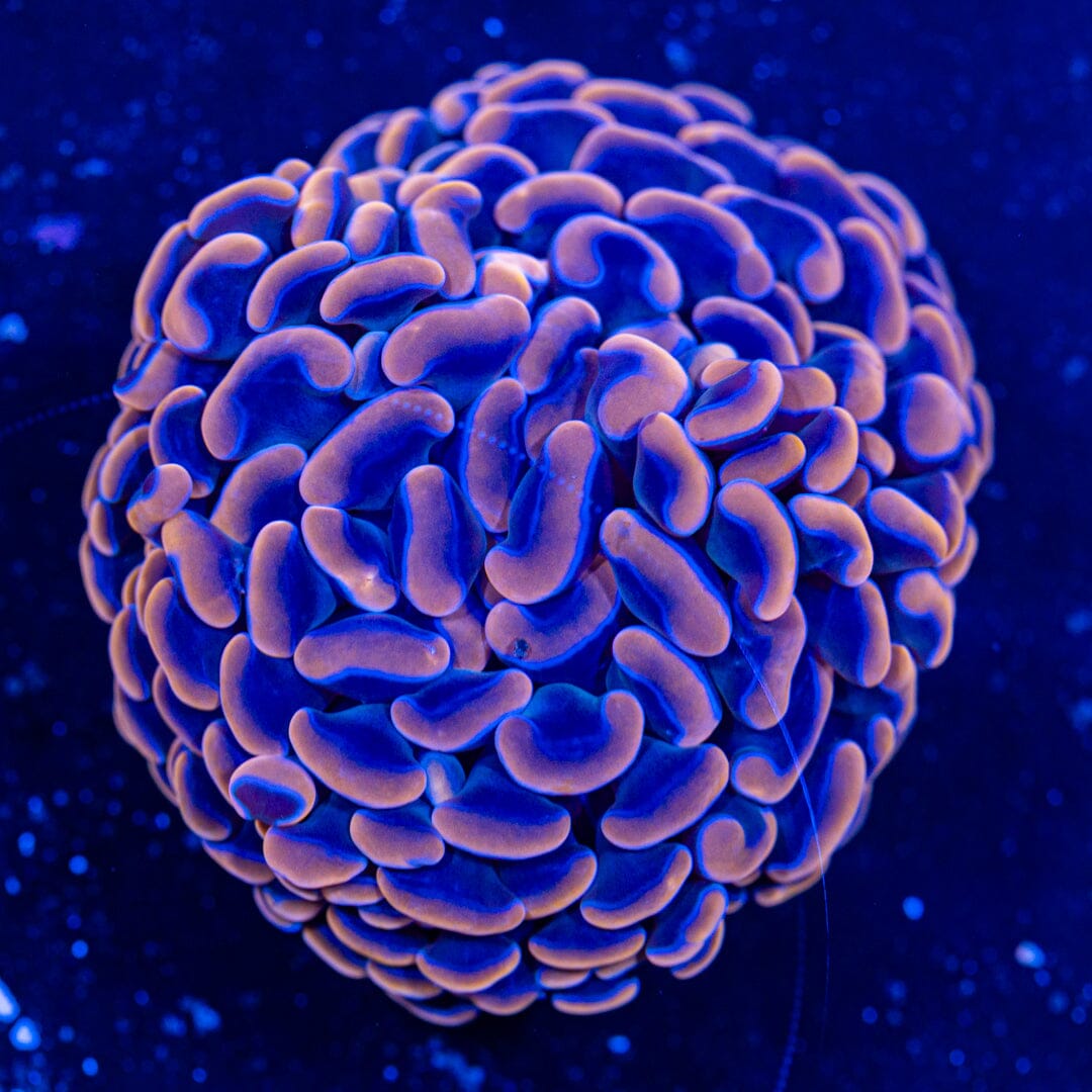 Purple Wall Hammer - WYSIWYG Reef Lounge Norco 