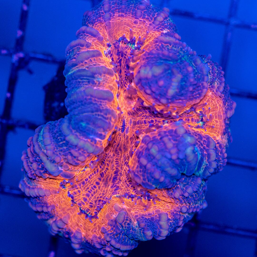 Purple/Orange Lobo Frag - WYSIWYG Reef Lounge Norco 