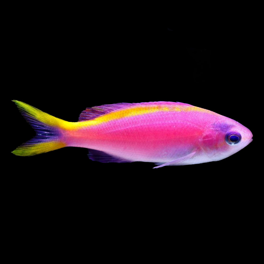 Purple Queen Anthias