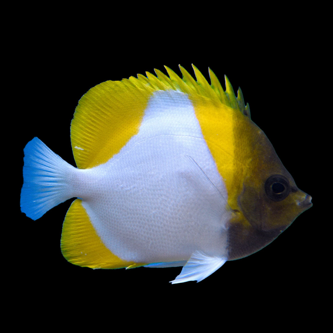 Pyramid Butterfly Fish