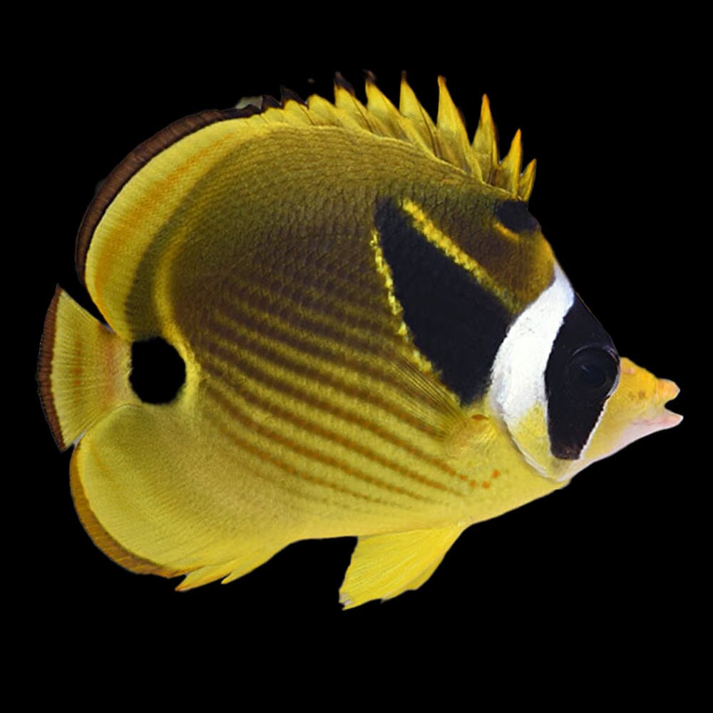 Racoon Butterflyfish Fish Reef Lounge USA 