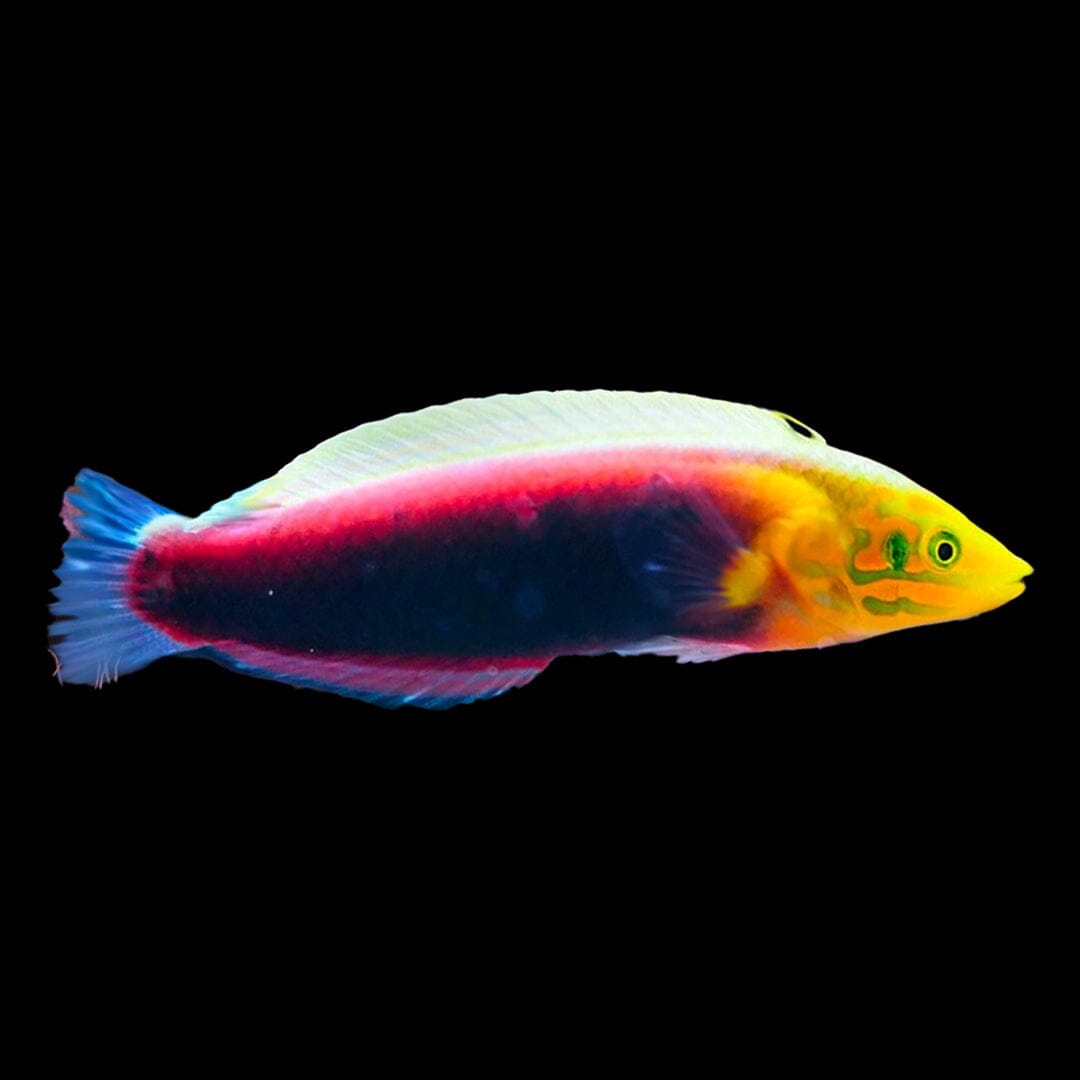 Radiant Wrasse Fish Reef Lounge USA 