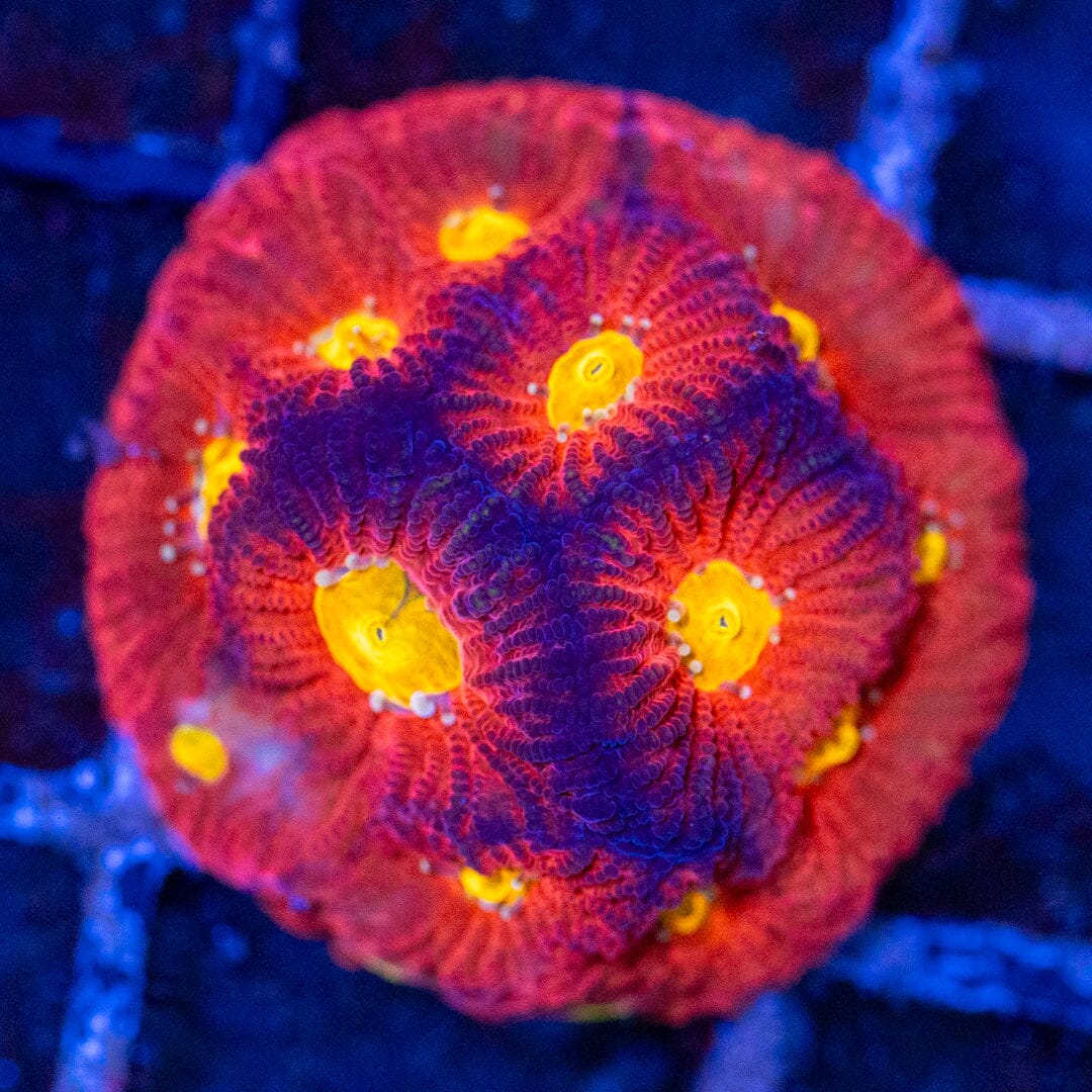 Raging Bull Favia Favia Reef Lounge USA 