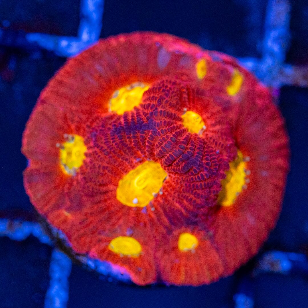 Raging Bull Favia Favia Reef Lounge USA 