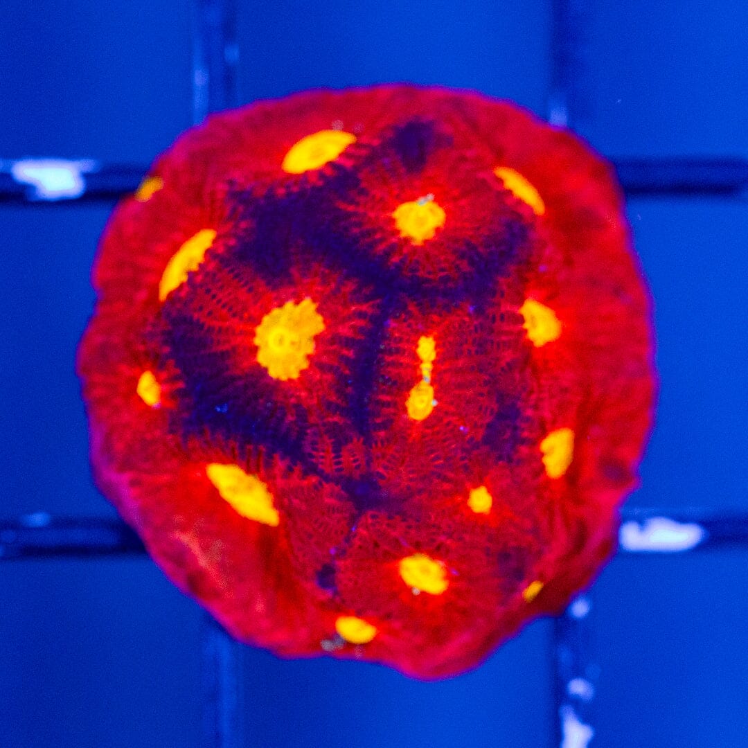 Raging Bull Favia - WYSIWYG Reef Lounge Coral 