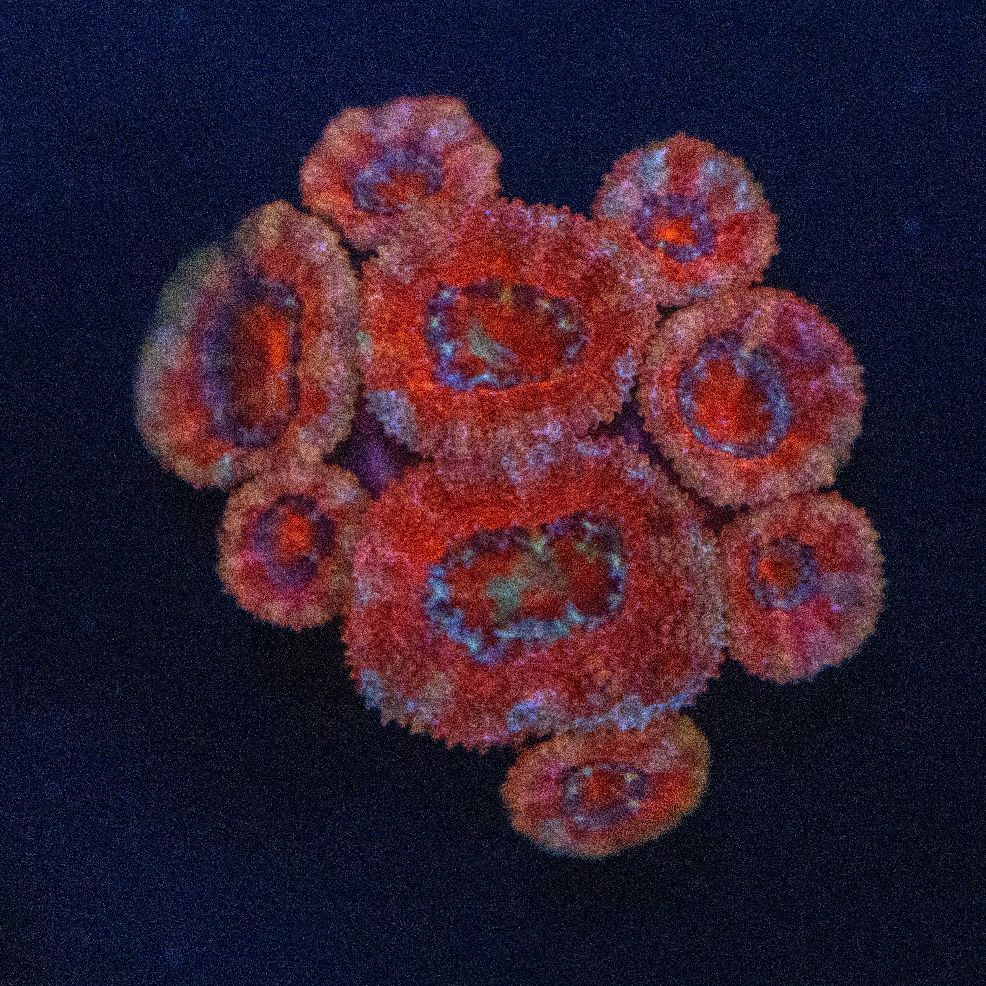 Raimbow Acan Colony 2A - WYSIWYG Reef Lounge Norco 