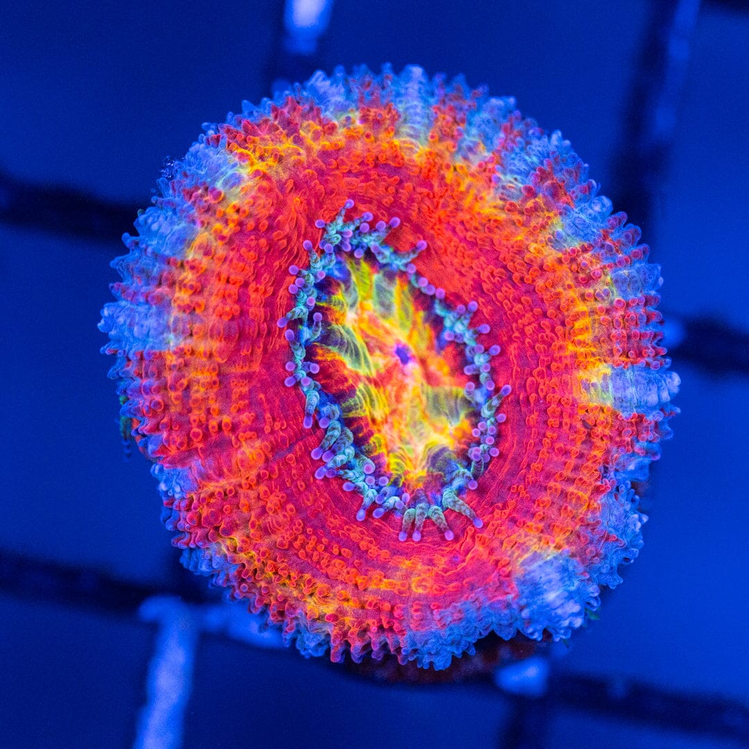Rainbow Acan 1D - WYSIWYG Reef Lounge Coral 