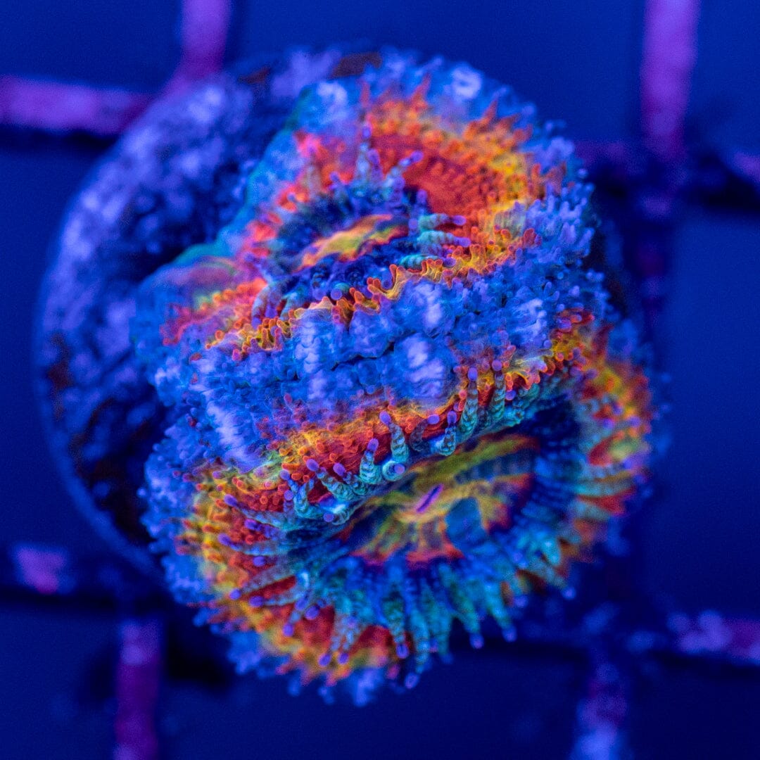 Rainbow Acan 2C - WYSIWYG Reef Lounge Norco 