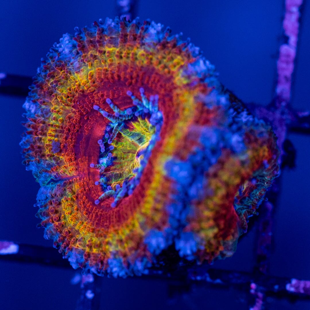 Rainbow Acan 3C - WYSIWYG Reef Lounge Norco 