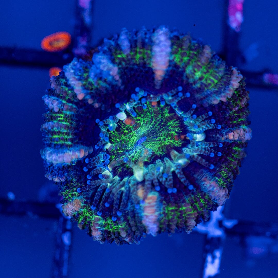 Rainbow Acan 6C - WYSIWYG Reef Lounge Norco 