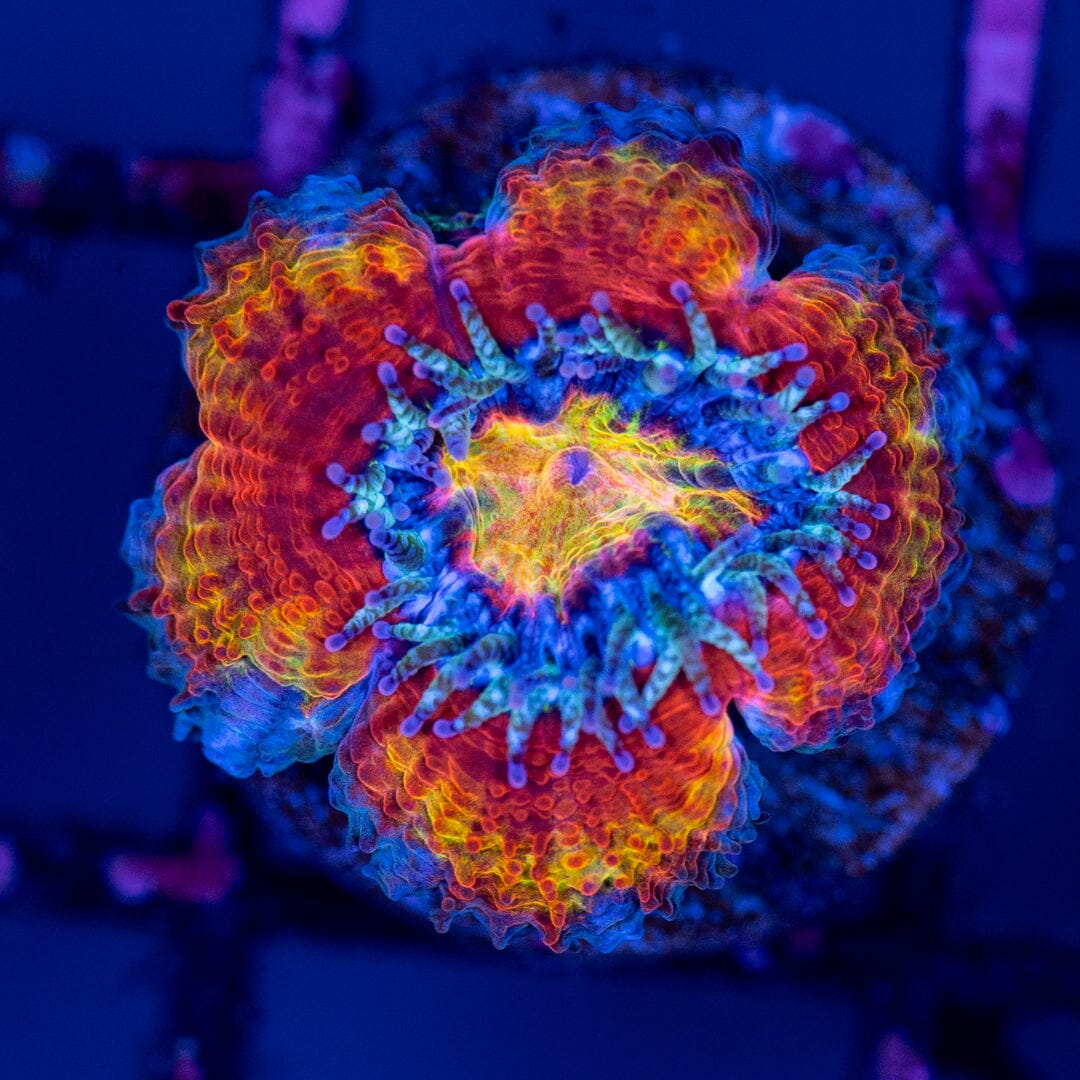 Rainbow Acan 7C - WYSIWYG Reef Lounge Norco 