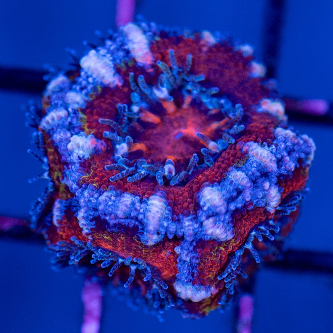 Rainbow Acan 8C - WYSIWYG Reef Lounge Norco 